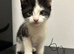 Kittens needing a home!!! Ready to leave
