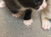 Kittens for new homes