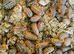 50 x Armadillidium Vulgare klugii Montenegro &pound;45 + Postage