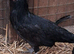 Appelsellers pullets 16to18