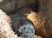 Small long coat chihuahua puppies