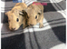 Baby funky piggies