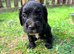 Working Cocker Spaniel Puppies