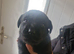 Labrador pups for sale