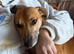 Beautiful Lurcher lawson is looking for his home