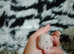 Dumbo baby rats