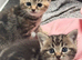 British /birman kittens