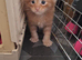 Main coon kittens