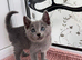 -RESERVED- TICA Russian blue girl