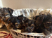 5 Yorkshire terrier puppies for sale