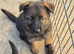 KC registered German shepherd pups