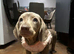 Mini dachshund  liliac blue
