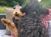 Unrelated boy and girl Cavapoo pups. Girl 5months, boy 4months