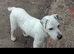 working terrier parson jack russell male