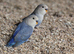 Love Birds