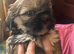 Beautiful Shih Tzu puppies