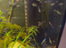 Male Guppies tropical