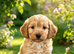 Cockapoo puppies