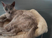 Beautiful russian blue girl in need new home