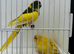 Kakariki