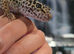 Adult female leopard gecko