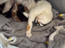 Gorgeous kittens for sale