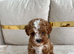 Cavapoo F1