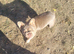 Big rope french bulldog