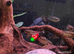 Dwarf Flag Acara