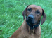 Rhodesian Ridgeback Male