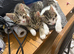 Bengal Maine coon cross kittens