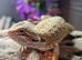 Stunning beardy babies
