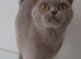 Beautifull Bella, lilac grey BSH, looking for a loving home.