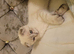 Scottish fold/straight kittens