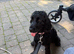 Female Show Cocker Spaniel