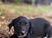 4 playful sprollie puppies seeking new homes