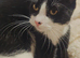 Tuxedo male Kitten