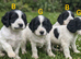 Working sprocker spaniel puppies