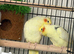 Breeding pair