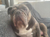 stunning litter of mixed english bulldogs