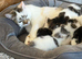 Last Cute tabby kitten in essex