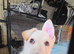 3 German Shepherd Girls Looking for Their Forever Homes