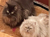 Ready to go beautiful Persian kittens