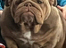 KC registered British bulldog