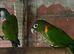 Canaries for sale