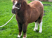 !!30 inch miniature Shetland filly!!