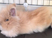Gorgeous lionhead boy
