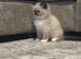 Ragdoll kittens ready to leave