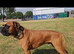 KC Boxer Puppies **READY NOW **
