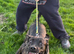 F1 Bullherder for forever home